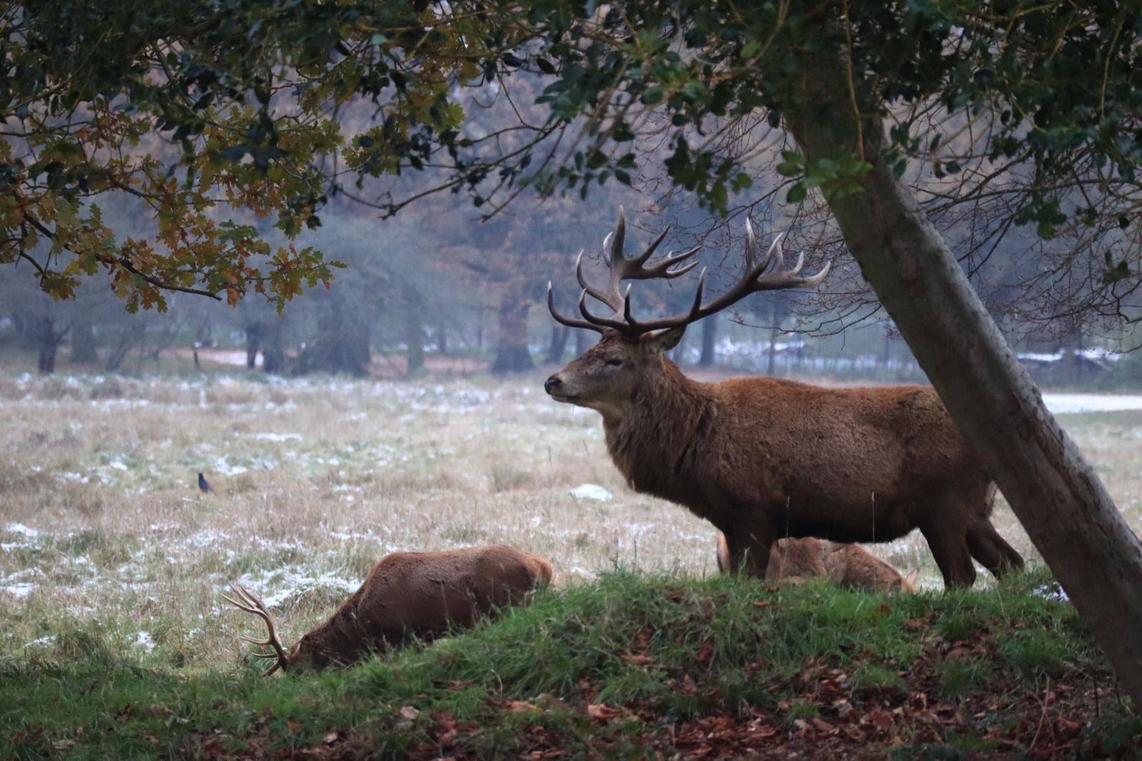 Stag in Bushy Park